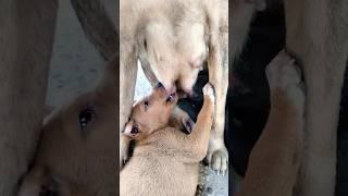 Cute puppy The mother dog is breastfeeding - Part 12 #puppy #dog #shorts