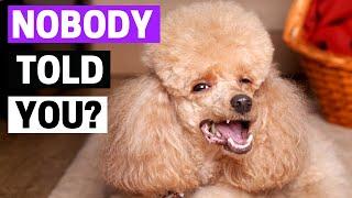 Things Nobody Tells You About Owning A Poodle