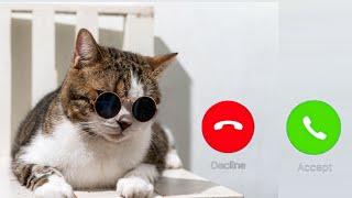 Cute cat  phone || Whatsapp message voice ringtone || phone notifications ringtone