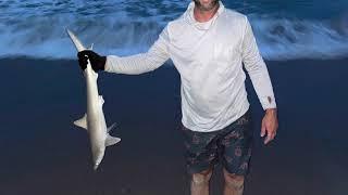 How to Catch Lots of Sharks Surf Fishing with Shrimp!