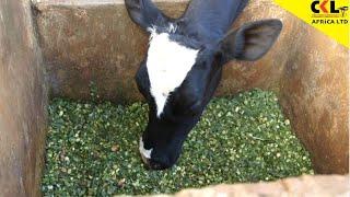 Increasing Milk Production in Dairy Cows