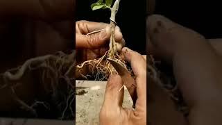 Stek, pecah batang, gerak dasar bonsai sancang | premna microphylla