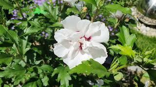 Unser Garten - Hibiscus 'Lady Stanley' (Ende Juli)