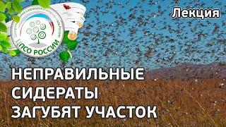 Сидераты осенью. Не все сидераты пригодны для огорода. Лекция.