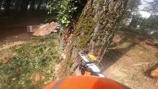 Felling a 145’ fir tree.