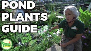 Pond Plants & Water Plants Tips & Care with Kathy at Green Thumb Nursery