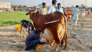 Cholistani Cow Milk Competition 37 Kg Milk Record #cow #farming #farmer