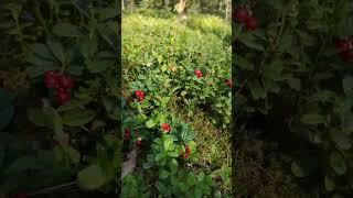 red berries forest food #redberries #redberry #forestfood