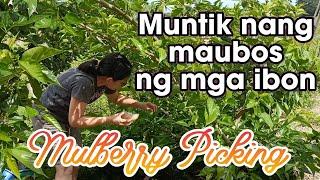 VLOG 434: MULBERRY PICKING AND UPDATE