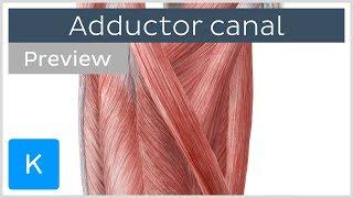 Adductor Canal (preview) - Location & Content - Human Anatomy | Kenhub