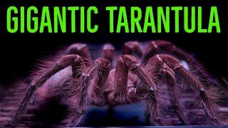 Goliath Birdeater (Theraphosa blondi/stirmi/apophysis) Care & Husbandry