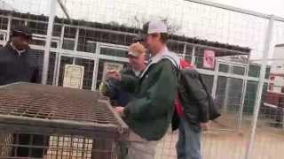 27 Re-Homed Tigers Lions Leopards and Mountain Lions GW Rescue Park on Joe Exotic TV