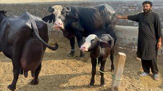 Pure Nili Buffalo Breeder Syed Hassan Nawaz Shah sb Nili #buffalo #dairyfarm #bhains #cow #farming