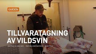 Tillvaratagning av vildsvin