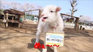 ヒツジの赤ちゃんの可愛い鳴き声をどうぞ。