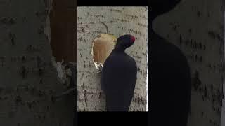 Bird Making #birds #animals #nature #birdwatching #wildlife #apple #satisfying #1millionwomen #news