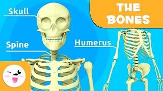 The Skeletal System - Bones for Kids (Updated Version)