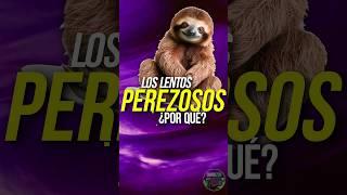 ¿Por qué los PEREZOSOS son tan LENTOS? . #animales #curiosidades #animalesincreibles #perezoso