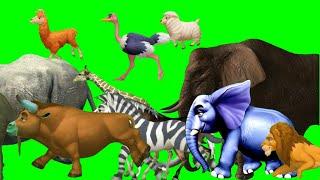 Animal Speed Comparison - 3D Animation Comparison | Stampede Green Screen | Animals Stampede