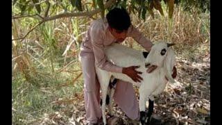Amazing man with his goat meeting new truk zone||boy and goats together ||