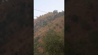 #nature #saifi #villagevlogs #saifivlogs111