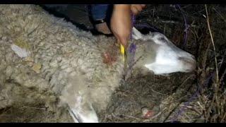 Slaughter by  Woman| Sheep easy | How to bucther by lady