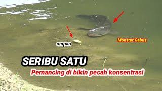 Seribu satu..!Pemancing belum tentun menjumpai penampakan langka seprti ini saat mancing ikan gabus