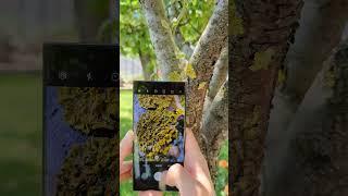 BEST MACRO: Huawei P60 Pro vs Samsung S23 Ultra vs iPhone 14 Pro