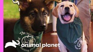 Two Future Guide Dogs Start Their Training | Too Cute!