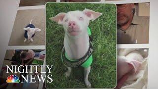 Deaf, Blind And Pink Puppy Named ‘Piglet’ Inspires With His Resilience | NBC Nightly News