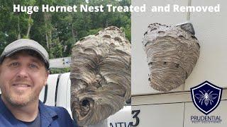 HUGE Hornet Nest Treated and Removed from a building