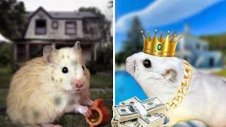 Rich Hamster vs Poor Hamster