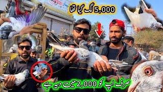 2,000 Main Taddy Pigeons  Mil Gaye 