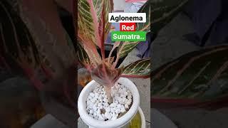 Aglonema Red Sumatra Indukan super..