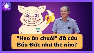 “Heo ăn chuối” đã cứu bầu Đức như thế nào?