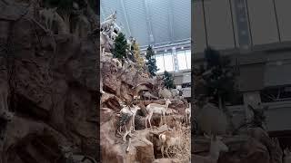 Scheels Superstore Beautiful Nature Display, Reno NV