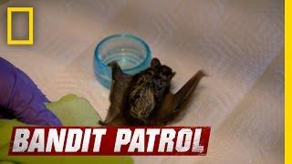 Bat Rehabilitation | Bandit Patrol