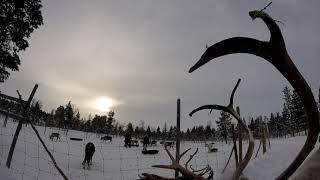 Sami guide expertly lassos reindeer that doesn't want to be caught