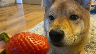 Shiba Inu Discovers Strawberries