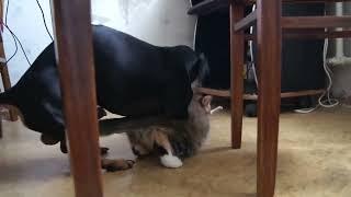 Dog sex Cat//Anjing kawin dengan kucing@Dunia hewan