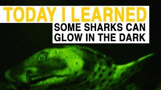 TIL: Some Sharks Can Glow In The Dark | Today I Learned