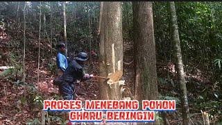 POHON GHARU TERBESAR YANG PERNAH SAYA TEMUKAN