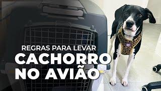 REGRAS para levar CACHORRO no AVIÃO + Minha experiência