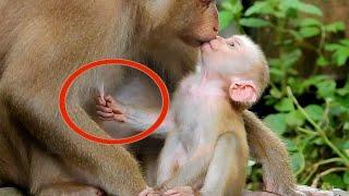 Oh Great ! Lucie Beg Milk Mom I Very Hungry Lovely Baby Monkey