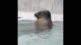 Seal video archive museum: he waiting 4 u 