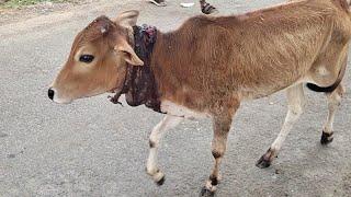 Mother's love helps calf heal from horrific wound.