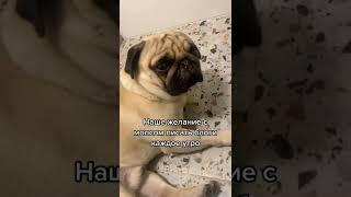 Короче доброе утро. Да и пока #shorts #pug #мопс