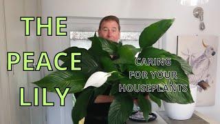Peace Lily and Peace Lily Care | House Plant Care | Indoor Plant Care Shade Plants