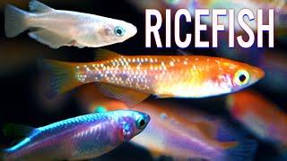 Ricefish Rhapsody: 5 Species That Bring Harmony to Your Aquarium!