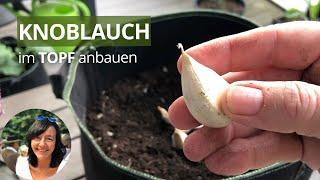 Knoblauch im Topf pflanzen und ernten - Knoblauch im Pflanzsack anbauen